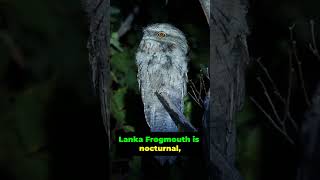 5 Fascinating Facts About the Sri Lanka Frogmouth [upl. by Forlini]