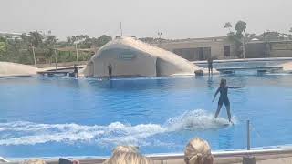 Aqualand quotDolphin Showquot Tenerife Spain HD 720p [upl. by Estey]