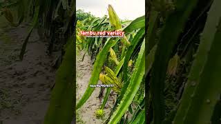 farming plants farmer garden subha bio Agro farm [upl. by Tegirb]