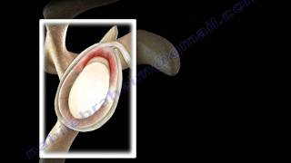 SLAP Tear Overview  Everything You Need To Know  Dr Nabil Ebraheim [upl. by Enilec515]