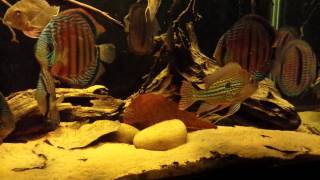 Wild Discus and Geophagus tank [upl. by Anaela]