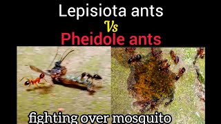 War of Red ants Vs Black ants Who will win to get the mosquito [upl. by Pfeifer]