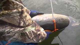 Bowfishing MONSTER 50lb Carp quotIs That A SHARKquot [upl. by Yolande]