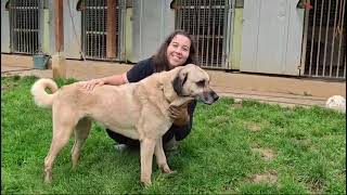 Kangaldame Priska sucht ein Zuhausekangal zuhausegesucht Herdenschutzhund [upl. by Hartzel]