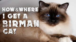 How amp where I get a Birman cat [upl. by Hedi]