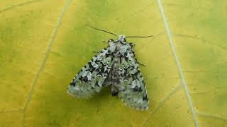 Merveille du Jour warming up its flight muscles [upl. by Toddy]