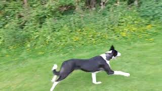 Bushing with Terriers and a young CollieGreyhound [upl. by Pedro]