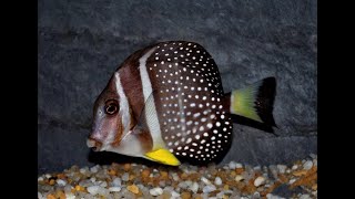 Acanthurus Guttatus Интернет магазин REEF EXCLUSIVE [upl. by Tat216]