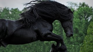 WATCH AND BE CAPTIVATED FRIESIAN STALLION FREDERIK THE GREAT [upl. by Eyaf]