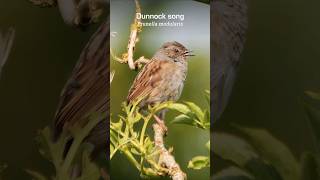 Dunnock joins the dawn chorus with a morning song birds [upl. by Nonnair]