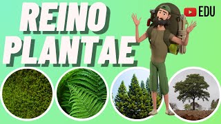 REINO DAS PLANTAS  Briófitas  Pteridófitas  Gimnospermas e Angiospermas  Animação [upl. by Anivas706]