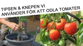 Tips hur du odlar tomater och körsbärstomater 🍅 🌱 för bästa resultat [upl. by Belmonte95]