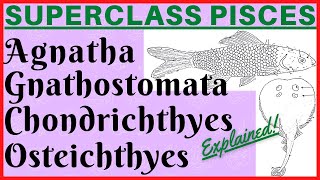 Subphylum Vertebrata Superclass Pisces  Agnatha Gnathostomata  Chondrichthyes Osteichthyes  Fish [upl. by Tada]