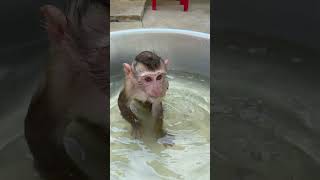 Baby Monkey Jessa Play Water Amazing Cute monkey [upl. by Ztnaj]