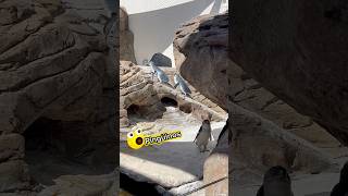 🥹MINI “pingüinos”😮 gorditos y bonitos acuario pinguinos penguin nicevideo viralshorts viral [upl. by Latrina]