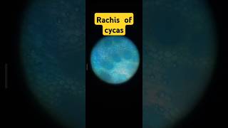 Rachis of cycas bsc 1st year pratical bsc botany microscopic [upl. by Enirac]