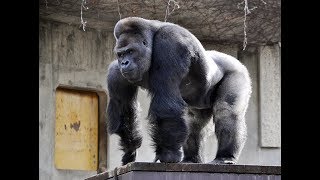 Meet Japans Most Handsome Social Media Star ikemen SHABANI the Gorilla [upl. by Naivaf]