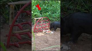 Survival Skills Giant Wild Boar Trap Survival in the wild wildanimal wildboar shortvideo [upl. by Udela]