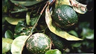 METHOD TO TREAT CITRUS SCAB DISEASE ELSINOE FAWCETTII AND E AUSTRALIS  PART 2 [upl. by Eutnoj739]