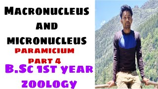 Macronucleus and micronucleus in paramiciumBSc 1st year zoology [upl. by Aehta]