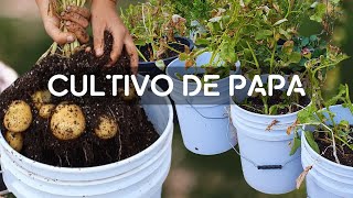 Cómo cultivar papa en casa con poco espaciocultivo desde la siembra hasta la cosecha [upl. by Allerbag]