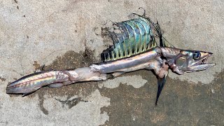 RARE LANCETFISH Chopped up by a Swordfish in 1500 of water [upl. by Truelove]