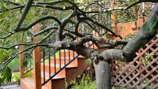 Heavy handed restoration pruning on 2 Japanese laceleaf maples in early fall on Camano Island WA [upl. by Edmond]