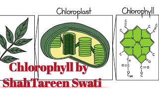 Chlorophyll Structure Discovery Types of Chlorophyll Porphyrin ring [upl. by Bobinette]