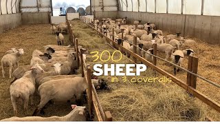 A Look inside the sheep operation Have 300 ewes 6 rams and 275 lambs [upl. by Hotchkiss]