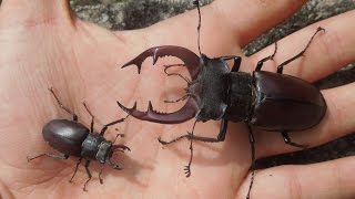 Lucanus cervus  Variation [upl. by Nerb67]