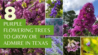 8 Purple Flowering Trees to Grow or Admire in Texas [upl. by Yrroc]