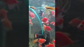 Color Fish Satisfying Video shorts foryou fyp [upl. by Trueblood762]