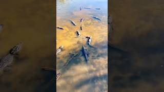 A View From Above Huge Alligators short youtubeshorts alligators [upl. by Ratcliffe893]