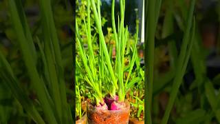 Grow Onions at Home in a Plastic Bottle  Easy DIY Gardening Hack gardening garden satisfying [upl. by Laurena781]