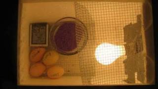 How to make an Egg Incubator [upl. by Xuagram]