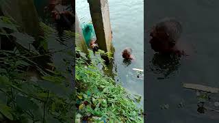 fishing Bangla Tela Piya fish fishing viral for you videofishing [upl. by Ennaj]