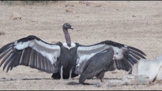 BIRDS OF THE INDIAN THAR DESERT [upl. by Amaj]