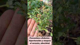 Stevia  Milagro Natural 300 veces más Dulce que el AZÚCAR [upl. by Aititil126]