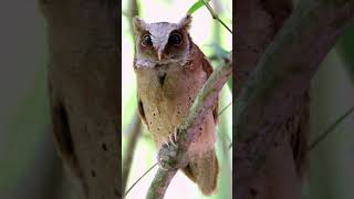 Whitefronted scops owl Sounds  Otus sagittatus Sounds [upl. by Sibelle572]