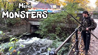 CATCHING mini MONSTERS from a LONDON river [upl. by Chaves]