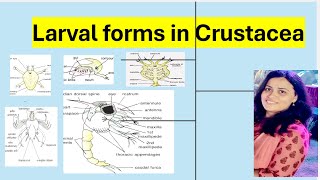 Larval forms in Crustacea [upl. by Iahc552]