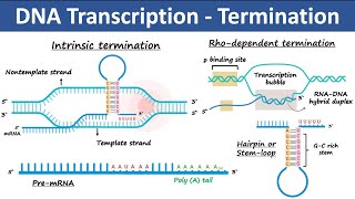 Transcription Termination in Prokaryotes amp Eukaryotes  Biochemistry [upl. by Brighton]