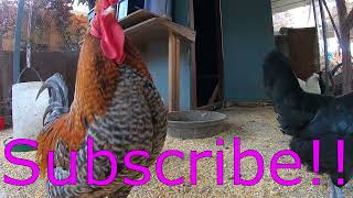 Backyard Chickens Long Chicken Coop Video Sounds Noises Hens Clucking Roosters Crowing [upl. by Nibot]