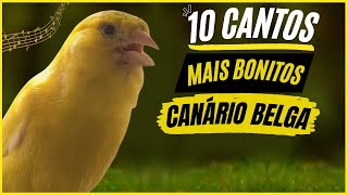 TOP 10 Cantos De quotCanário Belgaquot MAIS BONITOS e MELHORES  Canary Singing [upl. by Hasin28]