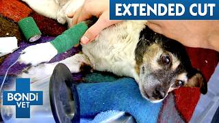 Elderly Terrier Has Been Attacked By Another Dog 😭  Bondi Vet Extended Cuts [upl. by Eulalee770]