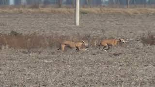 galgos de campo galgos y liebres [upl. by Ainomar112]