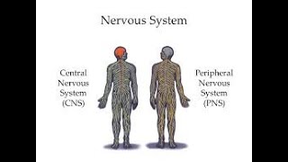 PAPER 2 UNIT 4 BIOPSYCHOLOGY CLASS 8 CNS amp PNS [upl. by Fleurette]