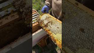 Italian Honey Bees The Gentle Giants of the Hive [upl. by Hcab]