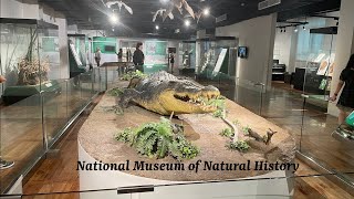 Rikuberu Gala National Museum of Natural History Part 2 [upl. by Marisa221]