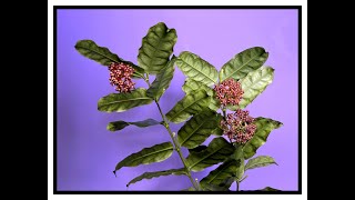 Too Many Flowers Double Feature Hoya stenophylla and Hoya sp Frog Foot [upl. by Ellenehc]